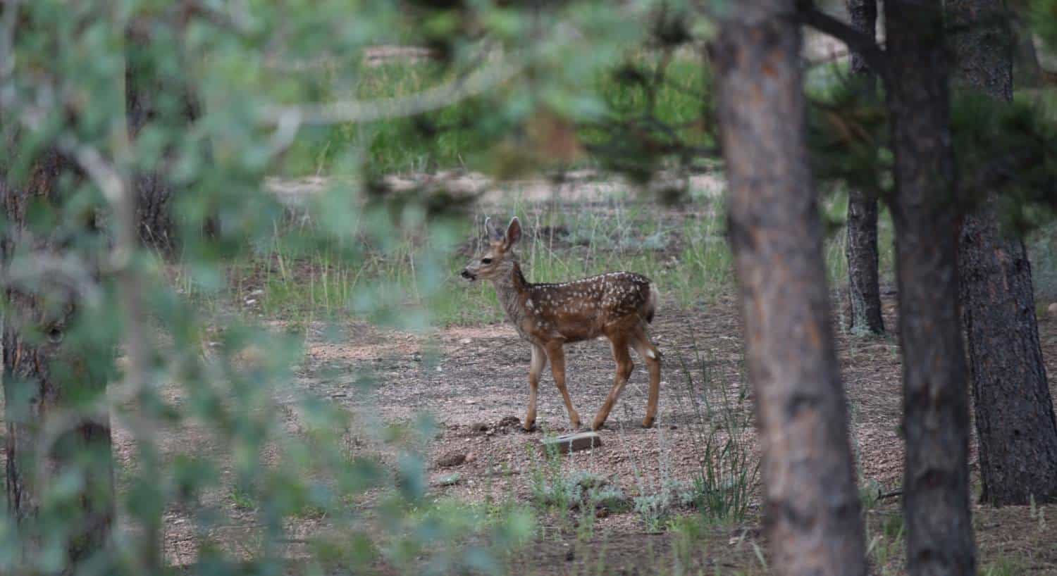 A little fawn standing amongst many pine trees