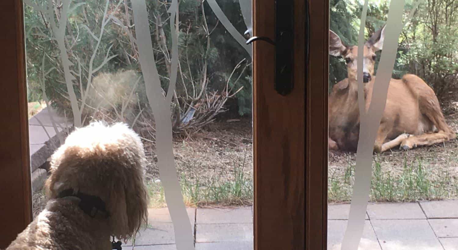Shaggy white dog looking through glass doors at a doe sitting in grass near patio outside