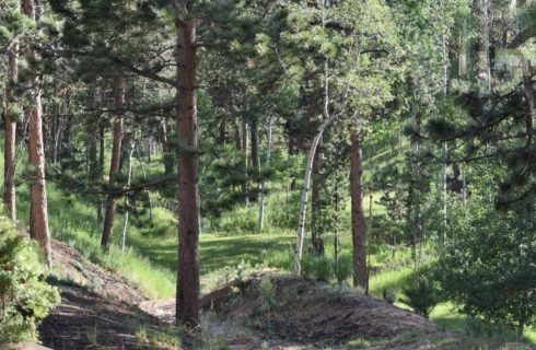Many pine trees and aspen trees with green grass growing in between